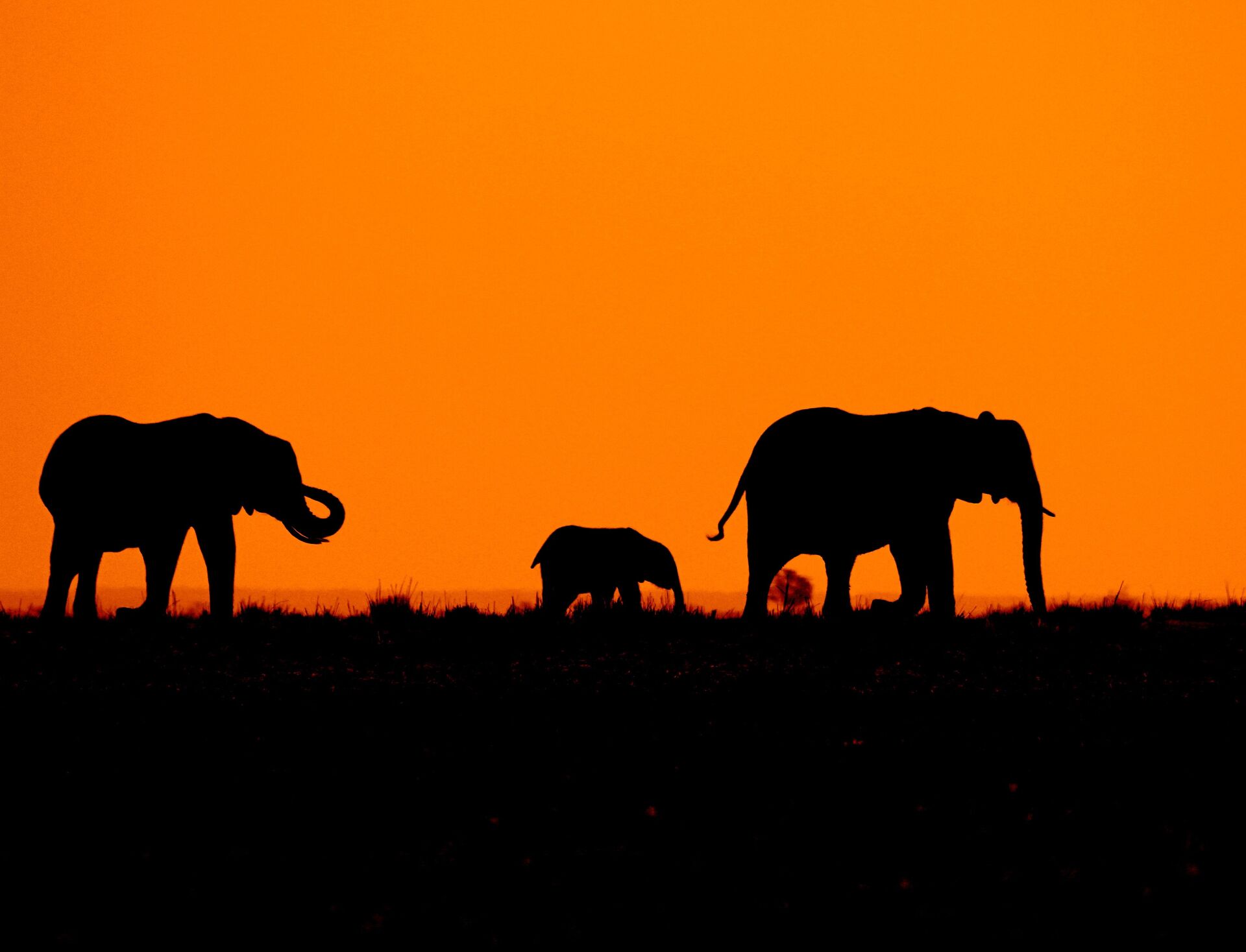 Elephants of Botswana and Africa