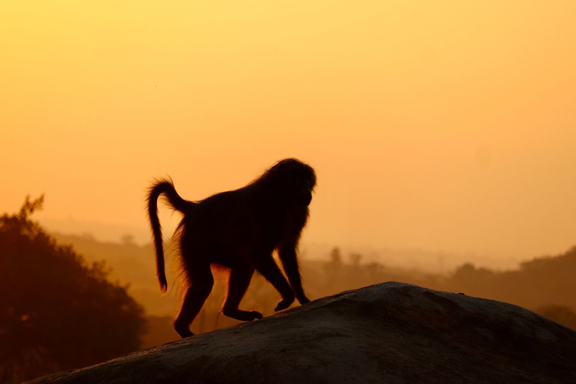 Photo: Baboon with an amazing sunset background.  Zimbabwe 